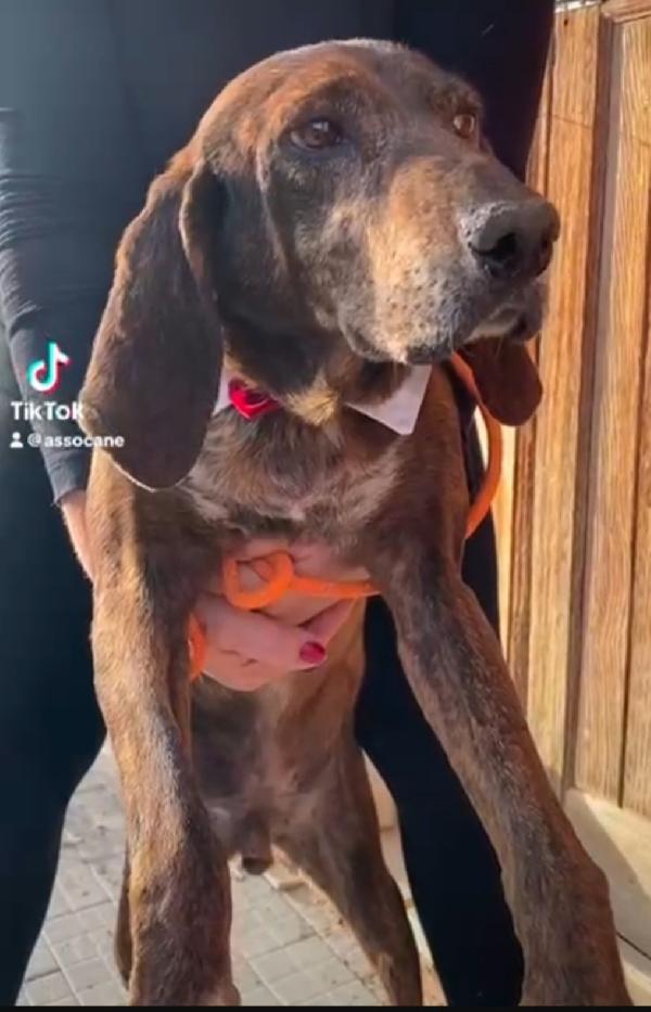 Segugio naremmano sui 5anni MESSINA SOS CASA Foto 2