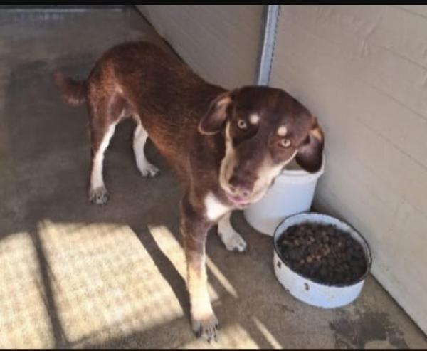 Timmy 2Anni E 1/2 Nocciola,Occhi Ambra.sos Cosenza