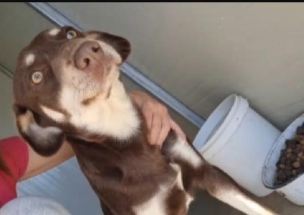 Timmy 2anni e 1/2 nocciola,occhi ambra.SOS COSENZA Foto 2