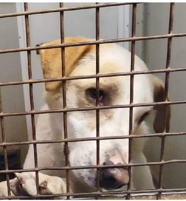 Ciccio 7Anni Vive In Pochi Mq! Milano Urgente Aiuto