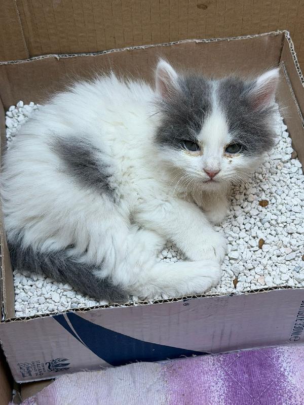 Meravigliosi Micini Fantasia Ed A Pelo Lungo 