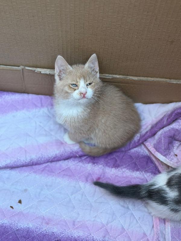 Meravigliosi micini fantasia ed a pelo lungo  Foto 2