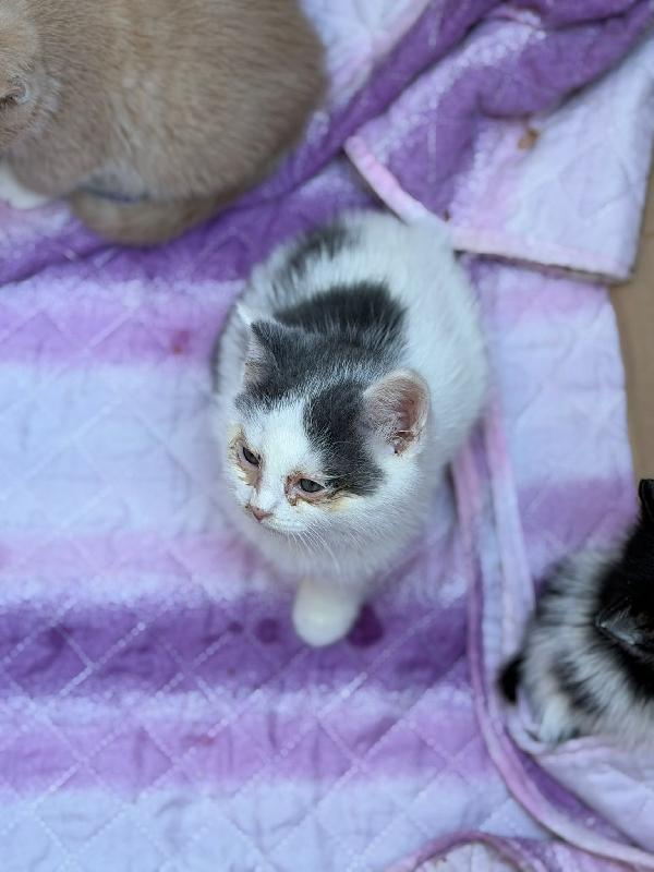 Meravigliosi micini fantasia ed a pelo lungo  Foto 3