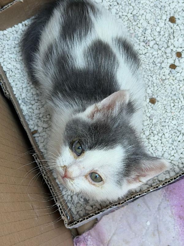 Meravigliosi micini fantasia ed a pelo lungo  Foto 4