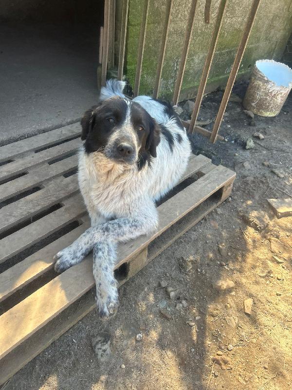 Silvy splendida dolce giovanotta cerca casa  Foto 3