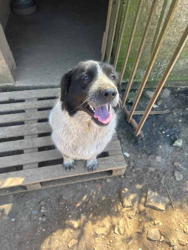 Silvy splendida dolce giovanotta cerca casa  Foto 4