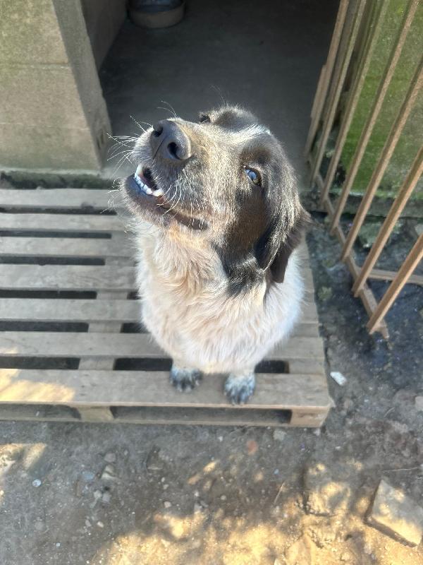 Silvy splendida dolce giovanotta cerca casa  Foto 5