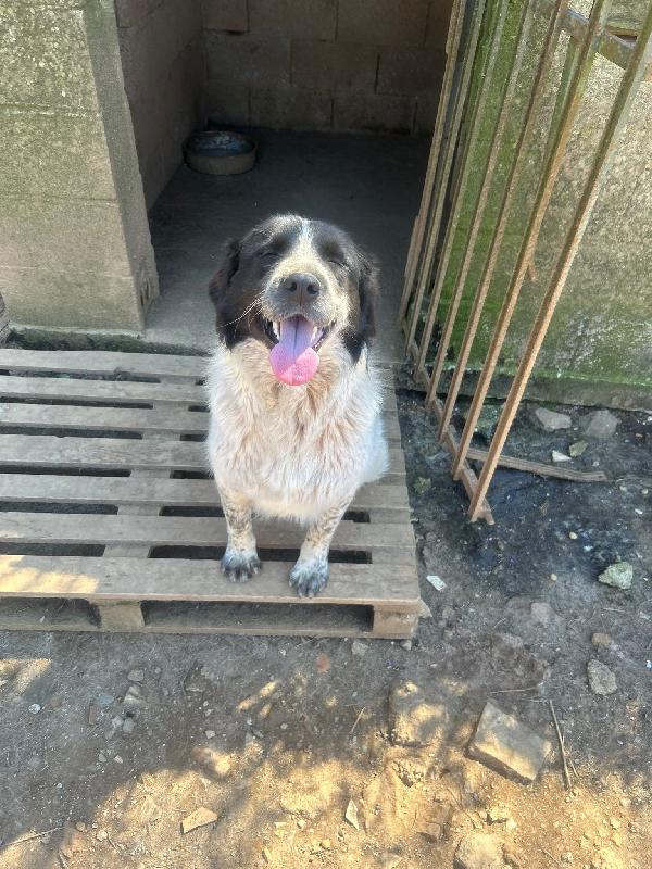 Silvy splendida dolce giovanotta cerca casa  Foto 6