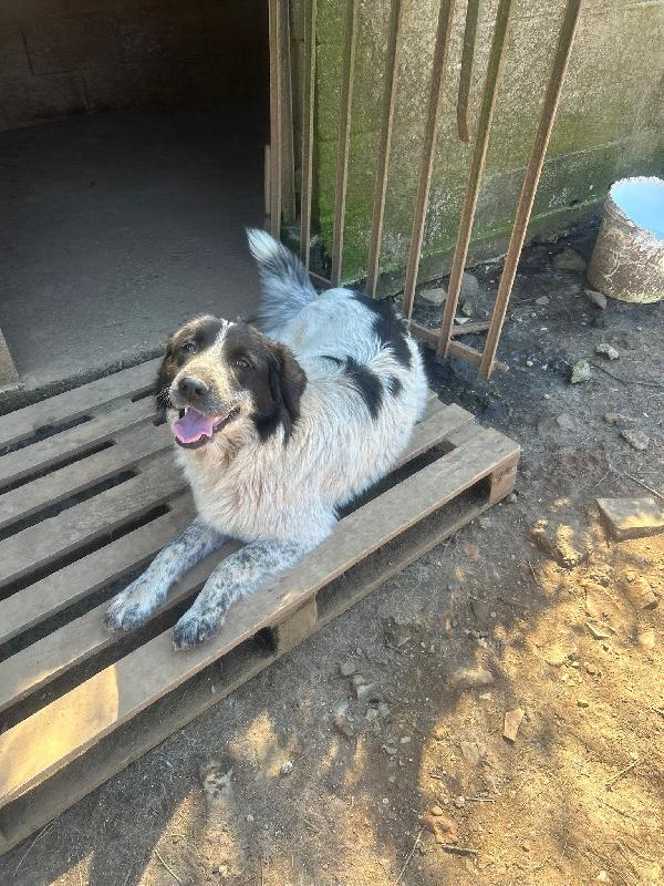 Silvy splendida dolce giovanotta cerca casa  Foto 7