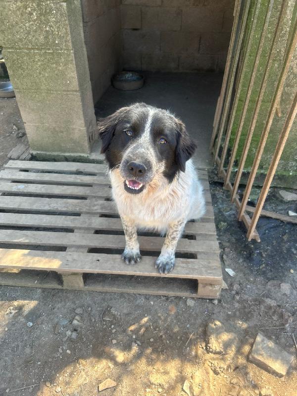 Silvy splendida dolce giovanotta cerca casa  Foto 8