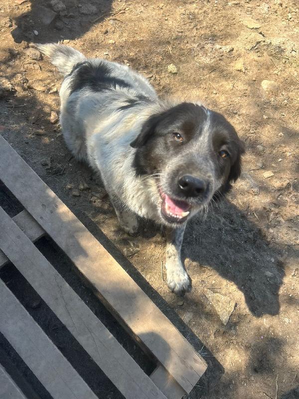 Silvy splendida dolce giovanotta cerca casa  Foto 9