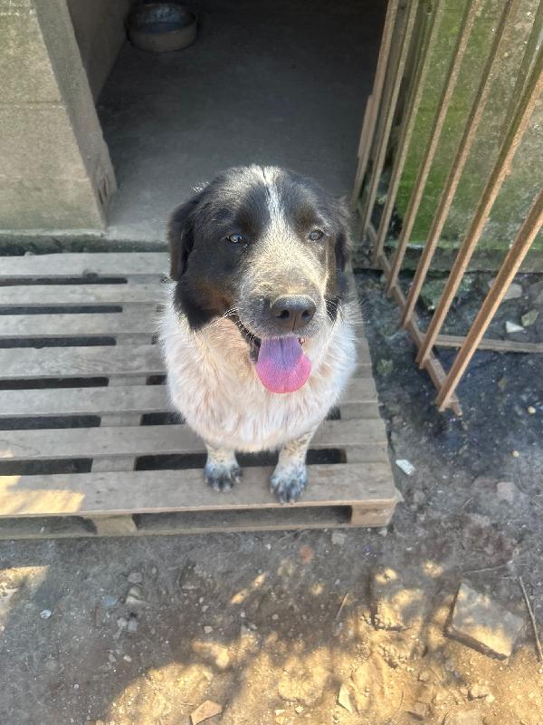 Silvy splendida dolce giovanotta cerca casa  Foto 10