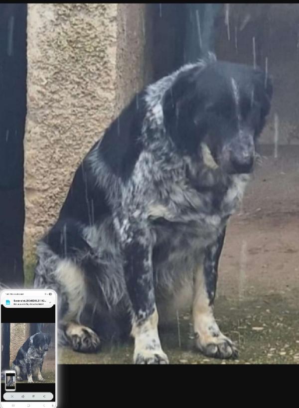 Sam Adulto Tg Grande Nessuno Lo Vorrà.puglia