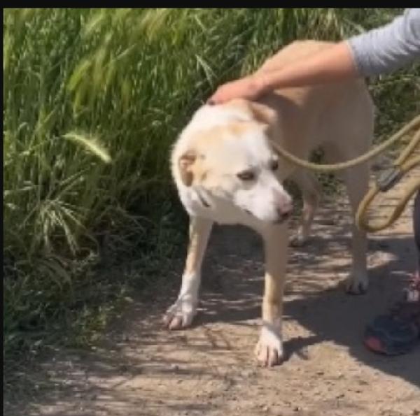 Mix Labrador quasi 3anni e 1/2salita 18mesi fa BRESCIA Foto 6