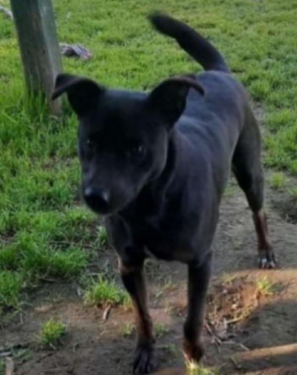 Peppino Circa 4Anni Salvato Molto Tempo Fa..napoli