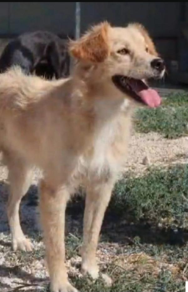 Monella 3/4Anni In Canile Da Cucciola.taranto