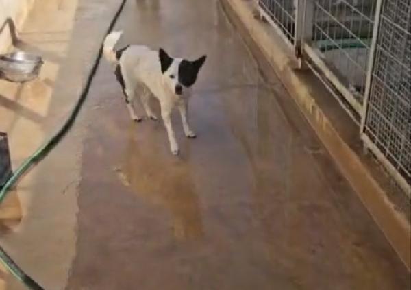 Pasqualina: 2 Anni, Taglia Piccola, Socievole 