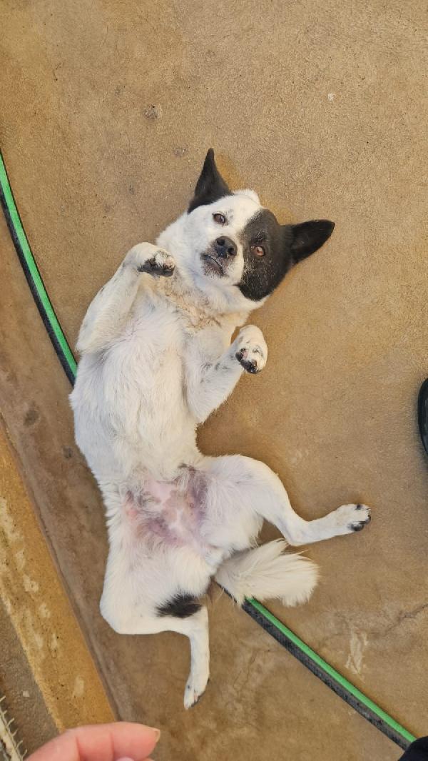 Pasqualina: 2 anni, taglia piccola, socievole  Foto 2