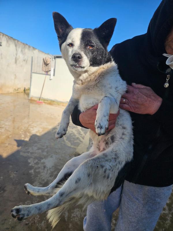 Pasqualina: 2 anni, taglia piccola, socievole  Foto 3