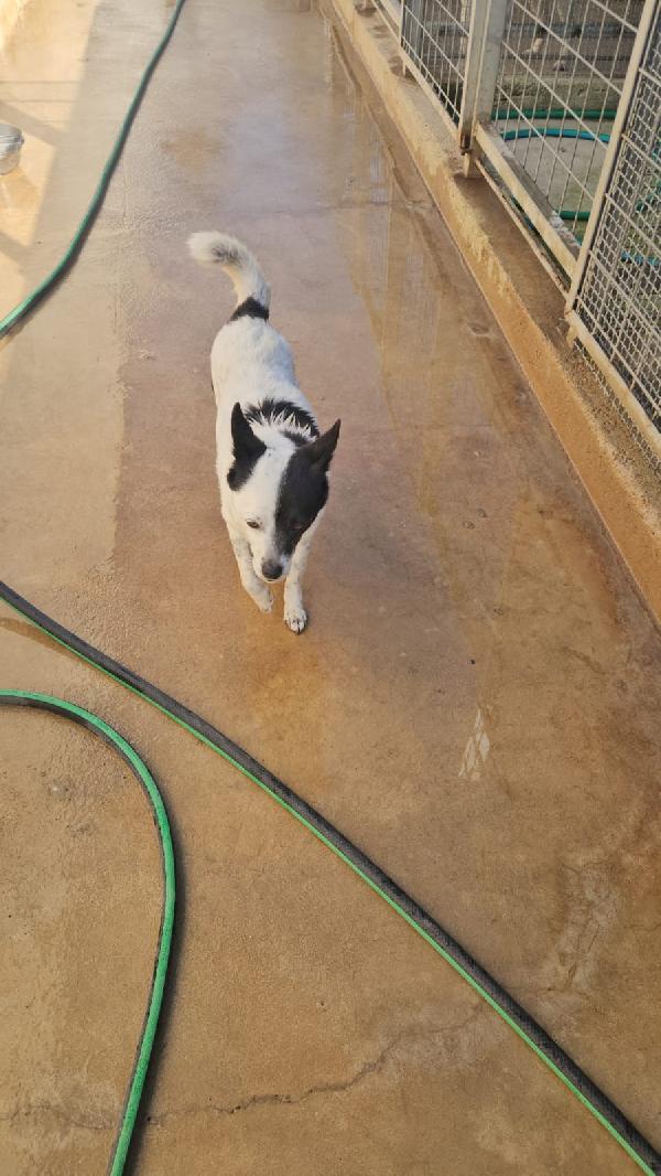 Pasqualina: 2 anni, taglia piccola, socievole  Foto 4