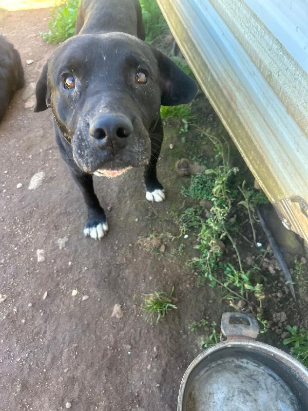 Pluto splendido cagnolone cerca casa  Foto 4