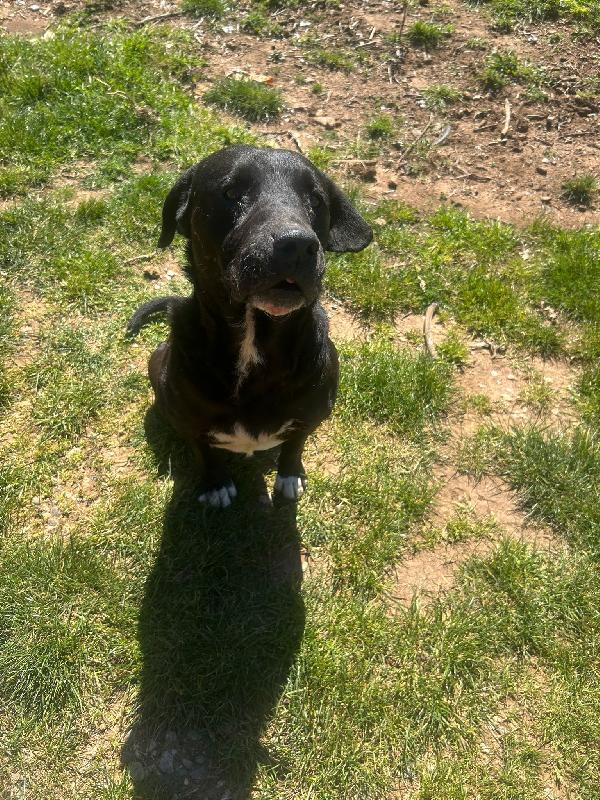 Pluto splendido cagnolone cerca casa  Foto 7