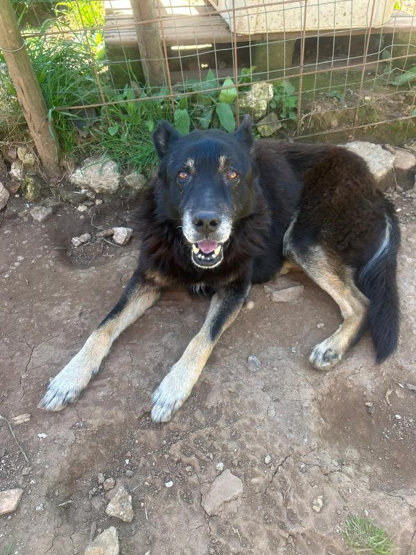 Lupo Splendido Dolce Cagnolone Cerca Casa 
