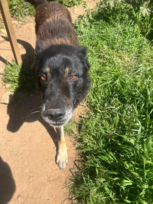 Lupo splendido dolce cagnolone cerca casa  Foto 2