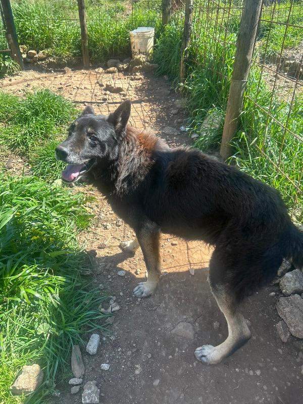 Lupo splendido dolce cagnolone cerca casa  Foto 3