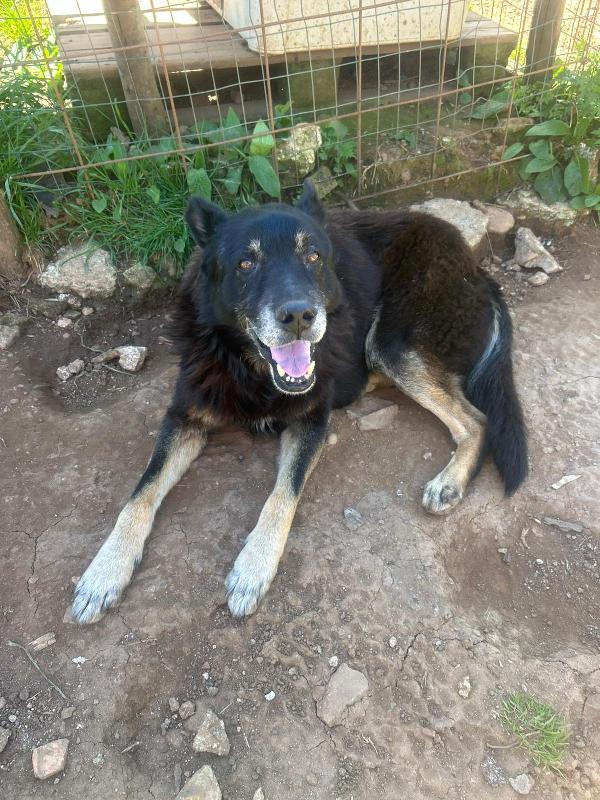 Lupo splendido dolce cagnolone cerca casa  Foto 4
