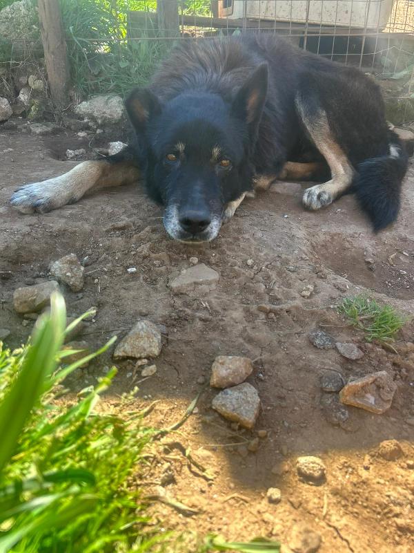 Lupo splendido dolce cagnolone cerca casa  Foto 6