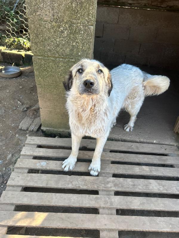 Gracy splendida dolce giovanotta cerca casa  Foto 2