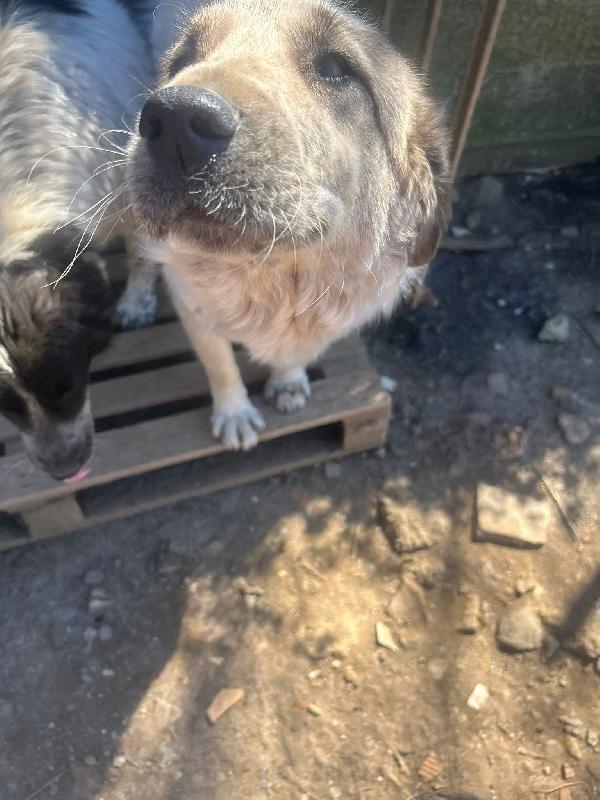 Gracy splendida dolce giovanotta cerca casa  Foto 3