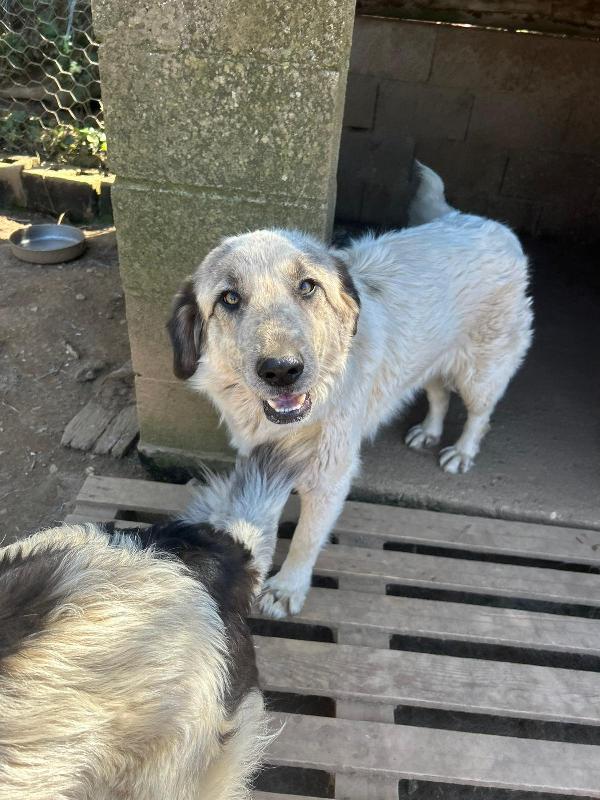 Gracy splendida dolce giovanotta cerca casa  Foto 4