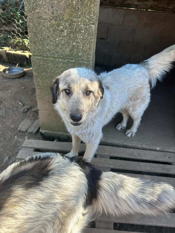 Gracy splendida dolce giovanotta cerca casa  Foto 5