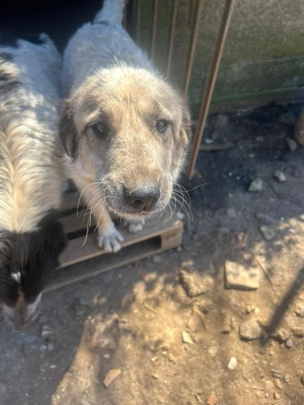 Gracy splendida dolce giovanotta cerca casa  Foto 6