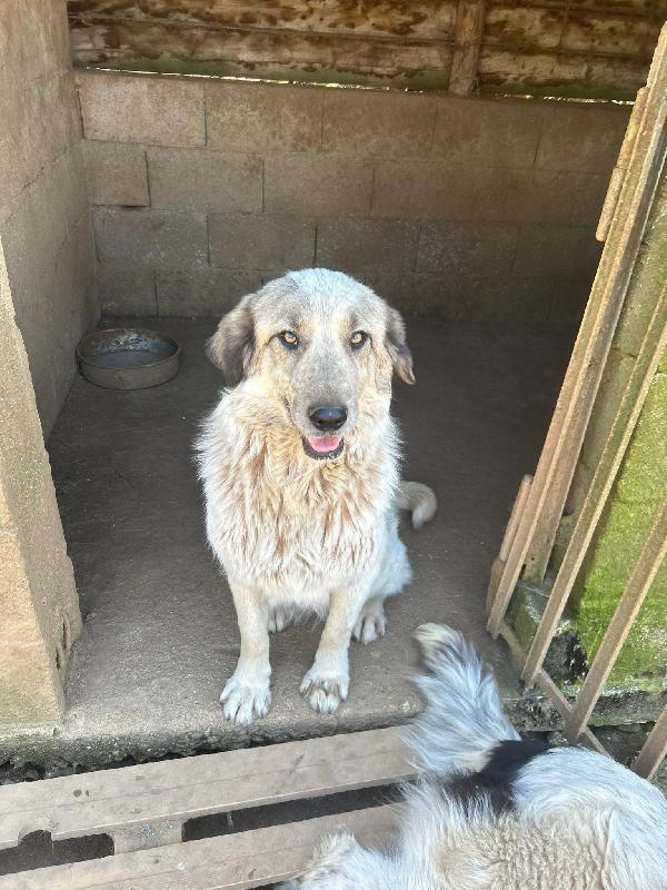 Gracy splendida dolce giovanotta cerca casa  Foto 7