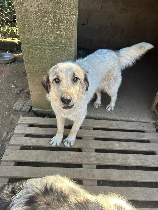 Gracy splendida dolce giovanotta cerca casa  Foto 8