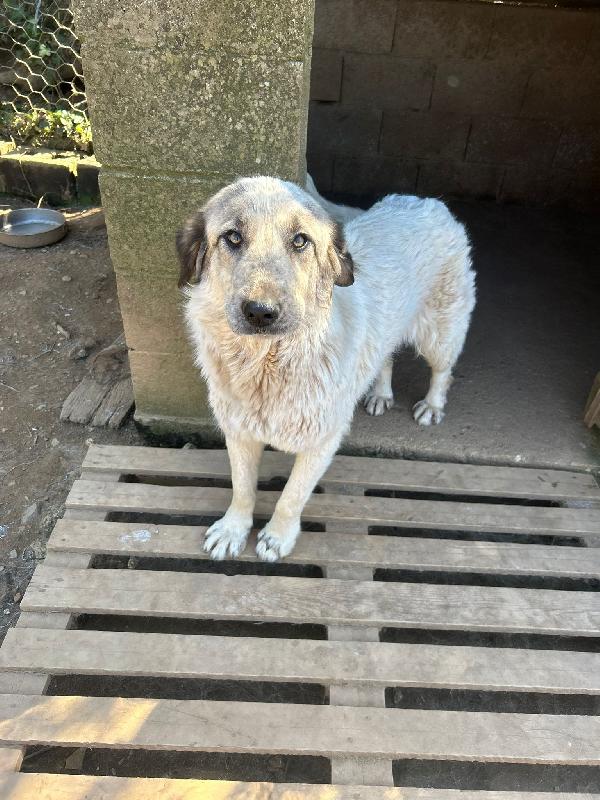 Gracy splendida dolce giovanotta cerca casa  Foto 9