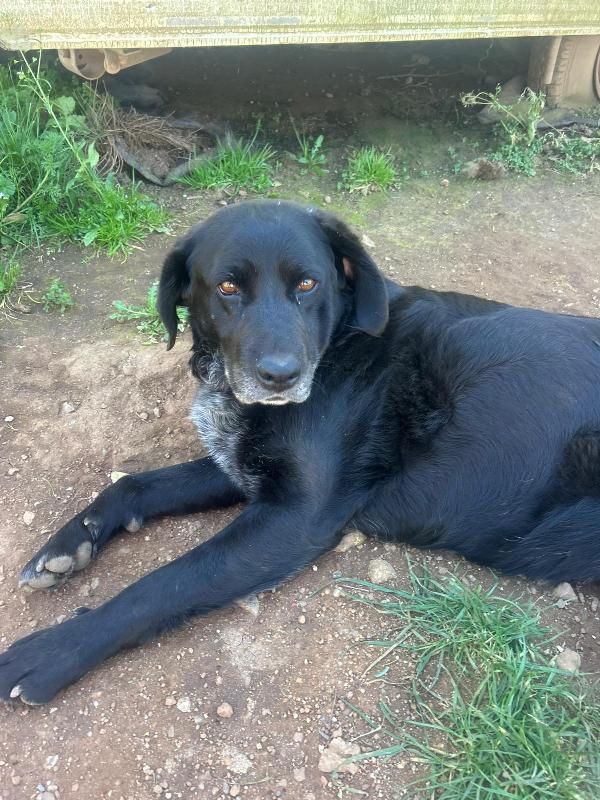Linda Splendida Cagnolona Cerca Casa 