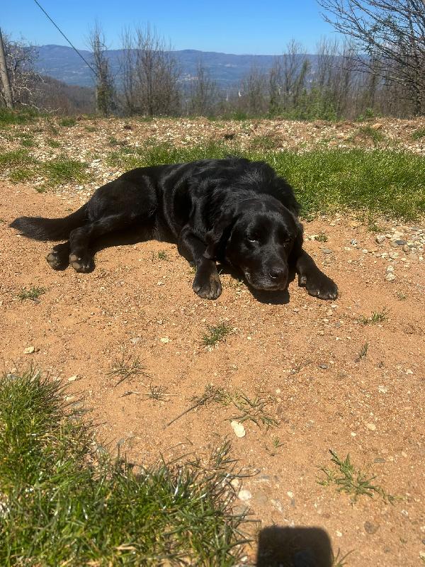 Linda splendida cagnolona cerca casa  Foto 2