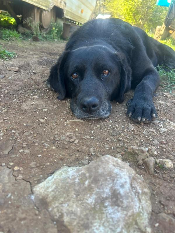 Linda splendida cagnolona cerca casa  Foto 3