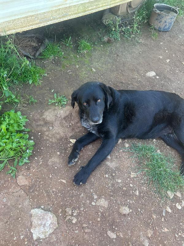 Linda splendida cagnolona cerca casa  Foto 4