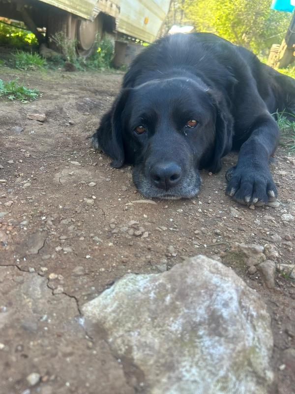 Linda splendida cagnolona cerca casa  Foto 5