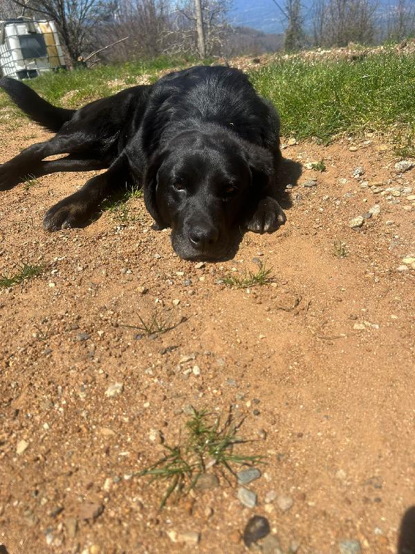 Linda splendida cagnolona cerca casa  Foto 6