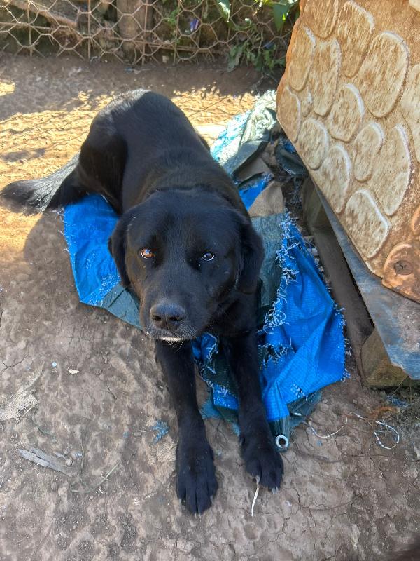 Toby splendido dolce cagnolone cerca casa  Foto 3