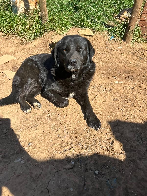 Toby splendido dolce cagnolone cerca casa  Foto 4