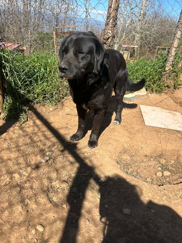 Toby splendido dolce cagnolone cerca casa  Foto 5