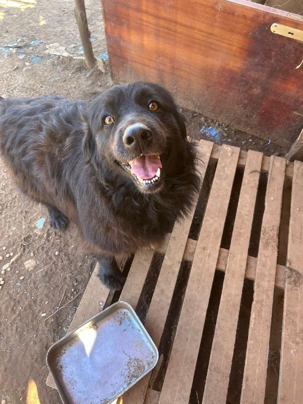 Masha incantevole giovanotta cerca casa  Foto 2