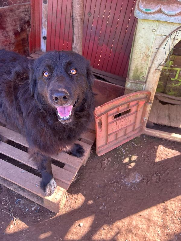 Masha incantevole giovanotta cerca casa  Foto 3